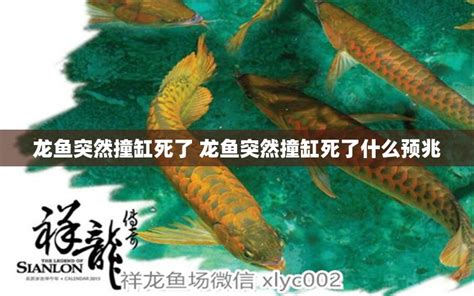 鱼死了预兆|【周易】鱼突然死了预示挡灾 有破财的风险